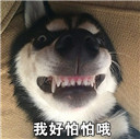 哈士奇搞笑图片表情包