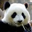 熊猫tv弹幕软件(Pandan!)